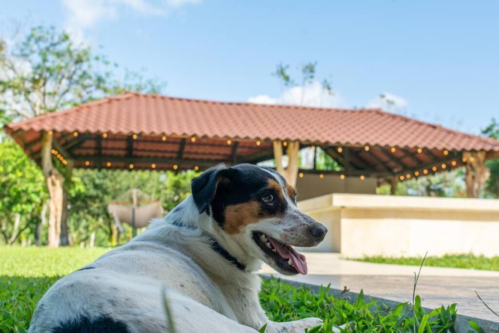 Casa Roble Fortuna La Fortuna Εξωτερικό φωτογραφία